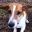 BeagleLBH.jpg
