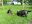 Emil_und_Lucky_23-20110606.JPG